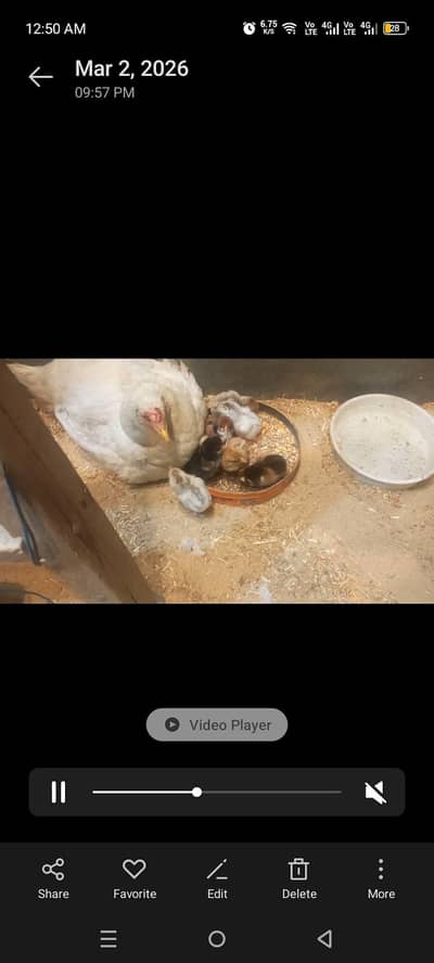 Hera aseel hen with 8  chicks