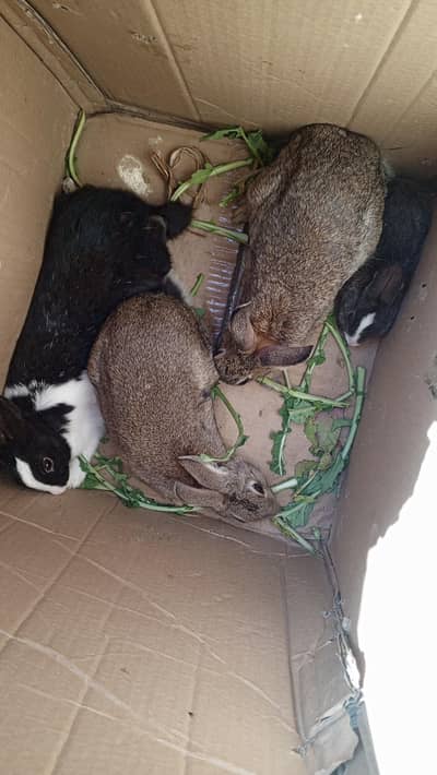 Rabbit (80 % jngl Khargosh)