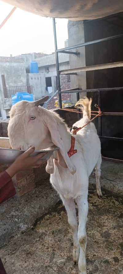 Gulabi bakra for sale