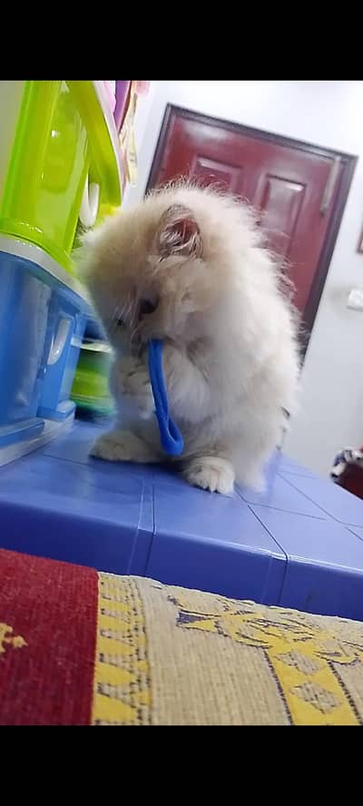 Hyperactive Heavy Double Bone Persian kitten-Triple coat-FREE FULL KIT