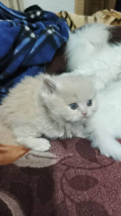 triple coated prshion kiten