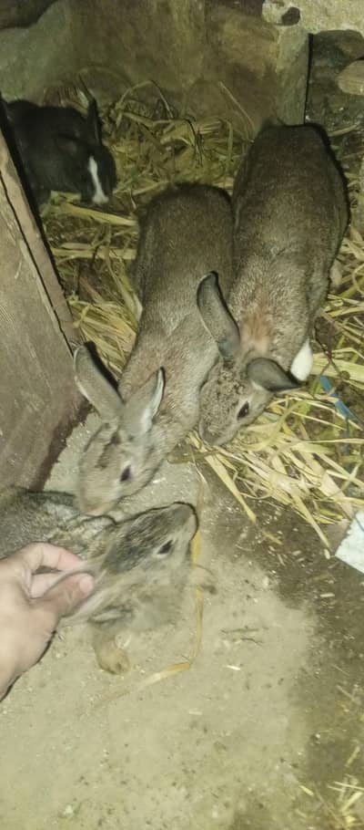 Rabbit (80 % jngl Khargosh)