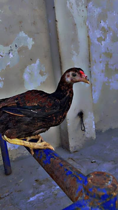 pure aseel Thai chiks