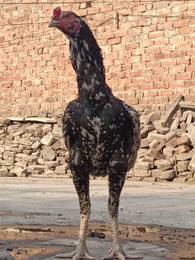 Pakistani cheena patha for sale