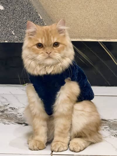 Persian male cat