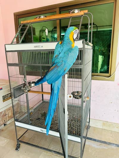 Blue and Gold macw parrot 03363938133
