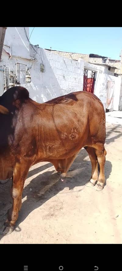 Bachra for Sale Qurbani 2026 location Karachi