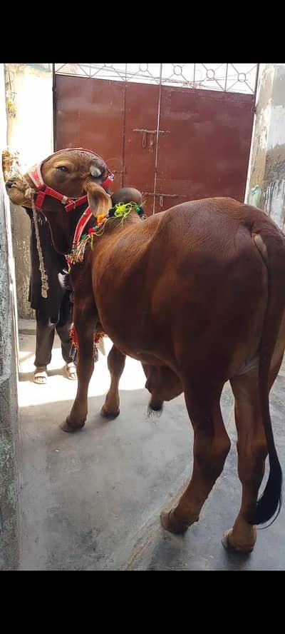 Bachra for Sale Qurbani 2026 location Karachi