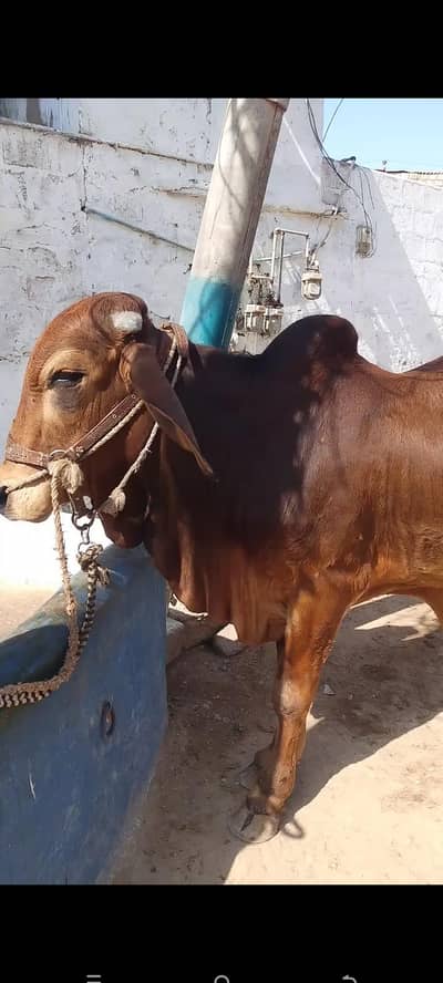 Bachra for Sale Qurbani 2026 location Karachi