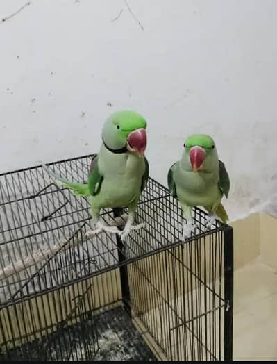 Kashmiri Raw Parrot Large Size Breader Pair