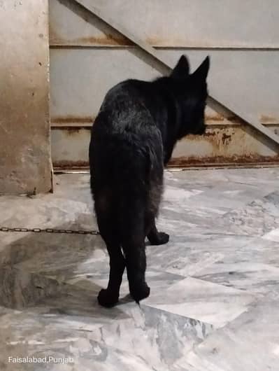 Garman shaft dog full train Good health complet vaccn. pink padigee