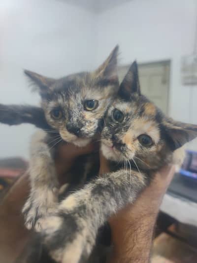 Cats  Male and female in vehari