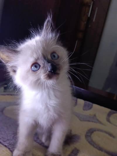 siamese kitty with blue eyes eith cats 18k