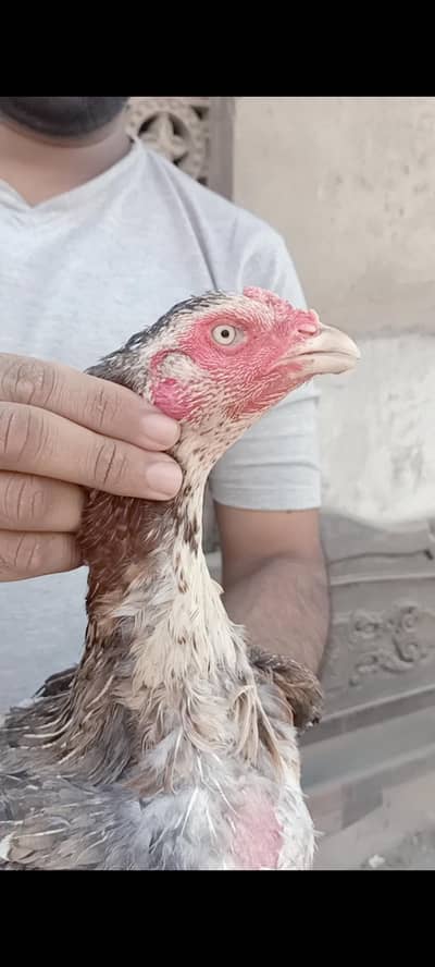 pure aseel meya wali or sindi k corss haa full healthy or active