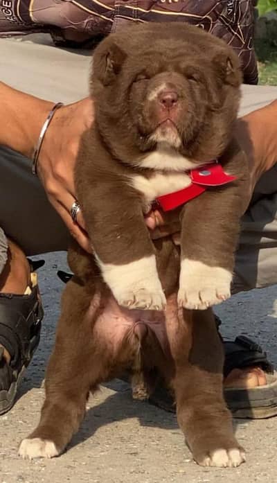 bakarwal dog pair 2 month for sale security dog