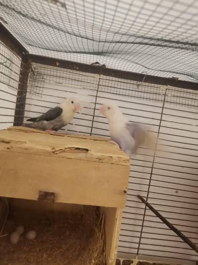 palefellow and parblue breeder pairs