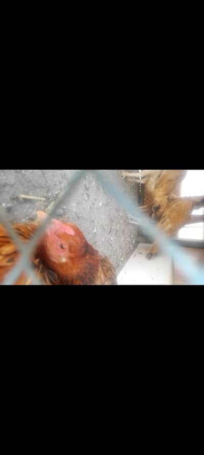 fresh aseel kurak murghi