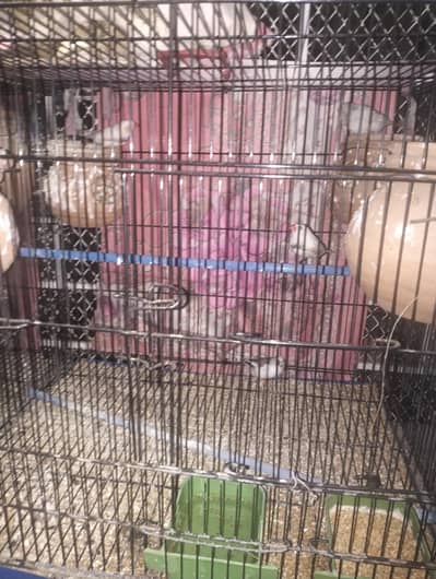 love birds and  finch