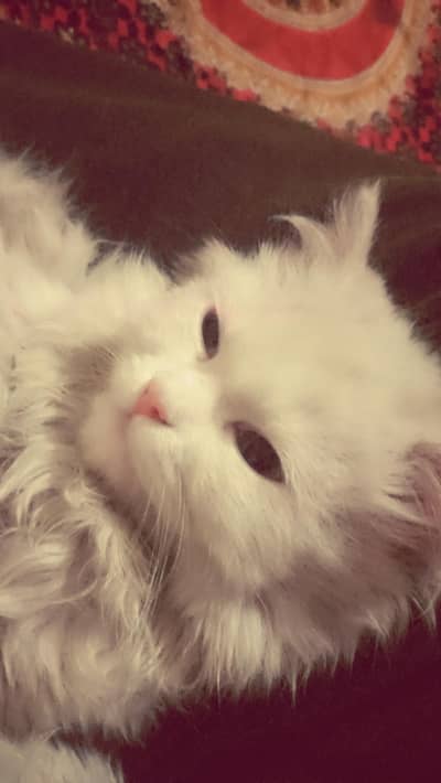 03007429916 Whatsapp number