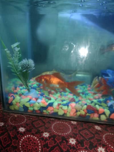 0031fish aquarium full setup