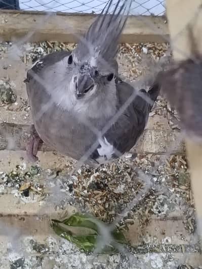 Cocktail Breeder female with cage