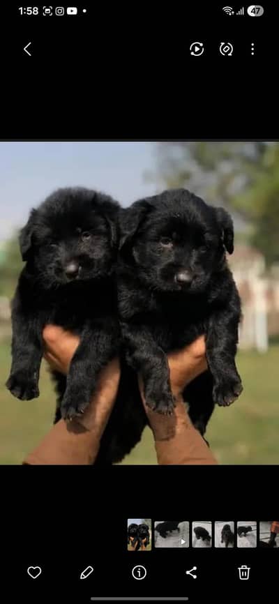 Black GERMAN Shepherd