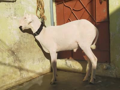 Mundra for sale age 11 month