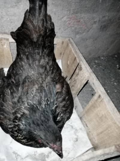 Aseel croos kurak madi hai