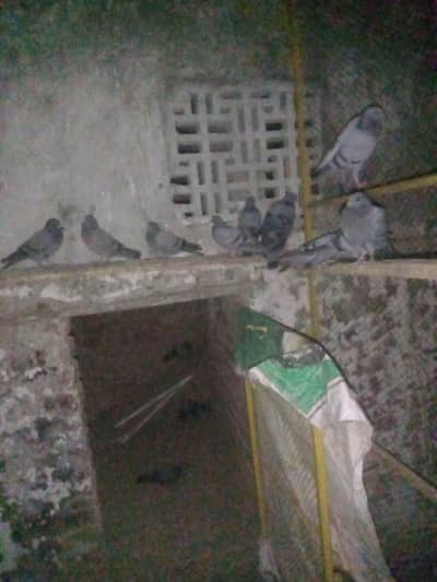 jangli kaboter for sale