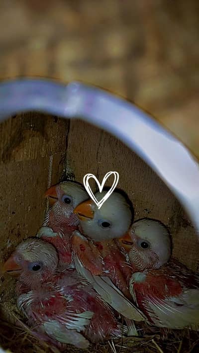 Cute Cotton lovebirds chicks on sale