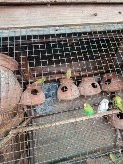 Budgies | Hogoromo | Fisher Lovebirds | Pied Doves | plum head