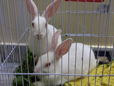 Pair of Rabbit's (Male & Female)  with cage
