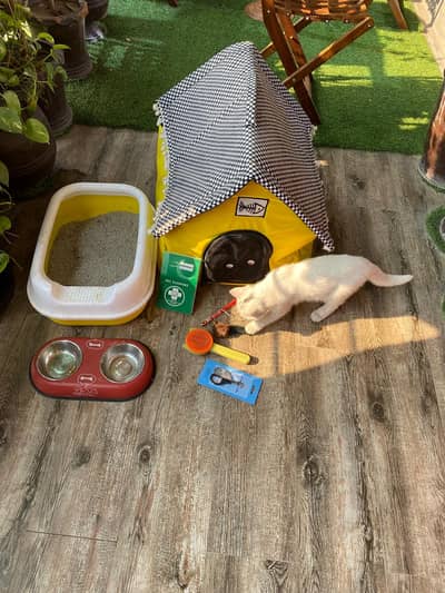 3 Months Old Fully Vaccinated Kitten for sale in Lahore