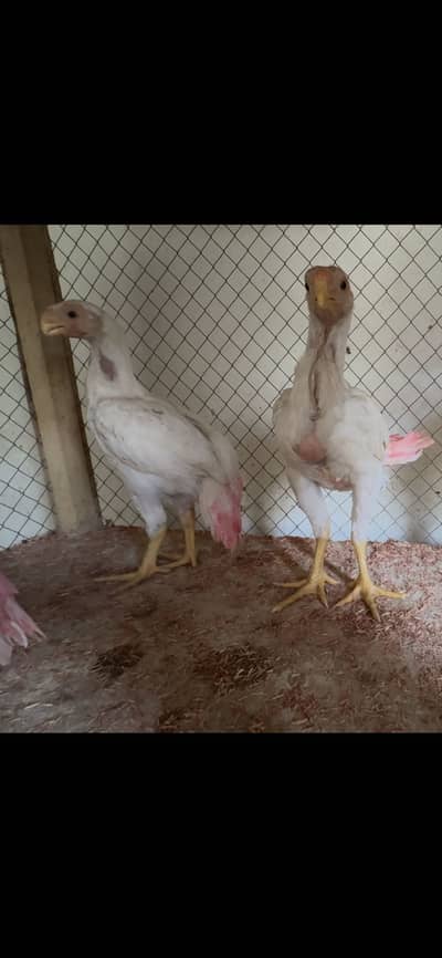 Indian parrot beak long tail