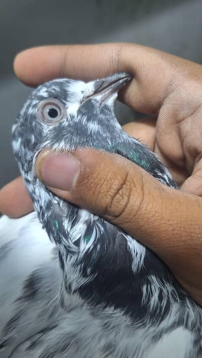 Young pathy pathiyan + male nar & females teddy
