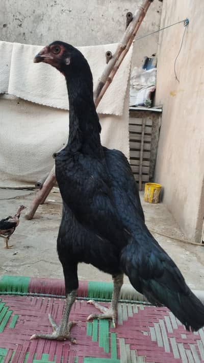 top quality pure black Japnese shamo