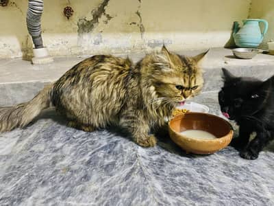 Quality Persian Punch face cat  available 03075605649 WhatsApp