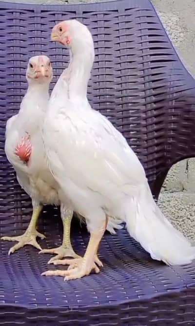 Parrot big. murga age 3month farsalmWhatsApp nu 03222352063