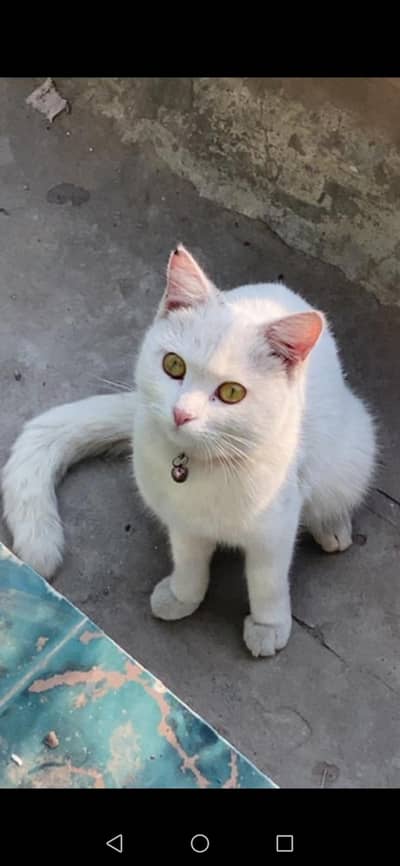 Female 1.5 Month / Double Coated / Doll Face