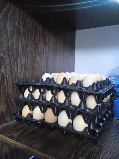 Fertile Eggs & 1 Day Old Chicks Available in Karachi