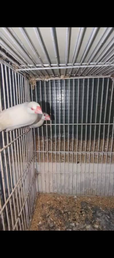 silver pastel female with opal male breeder pair on laying