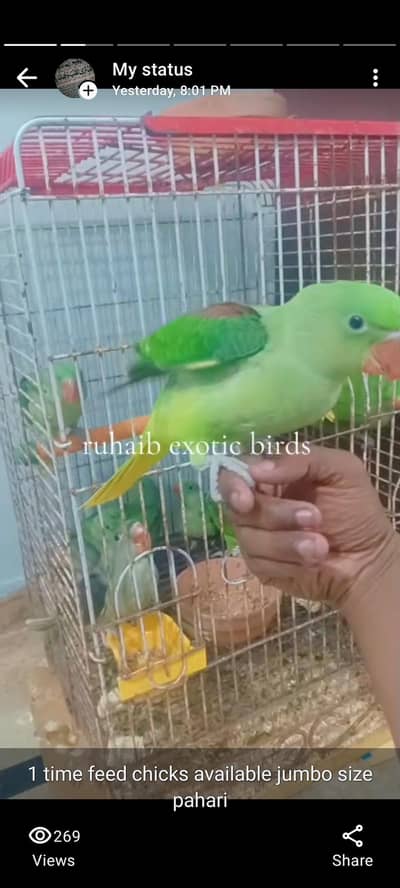 kashmiri pahari self chicks