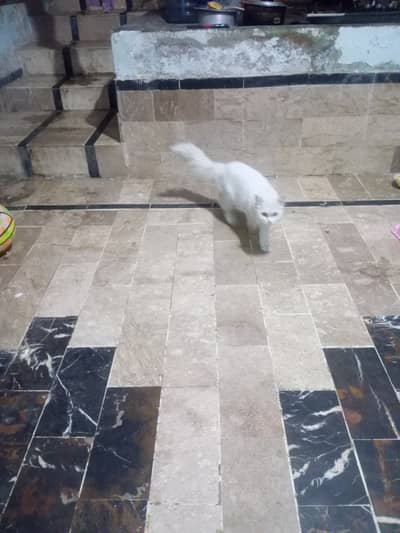 I m selling for persian pair 10 month