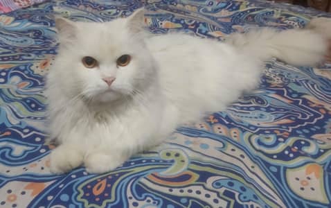 White persian Cat Tripple coat  For Matting
