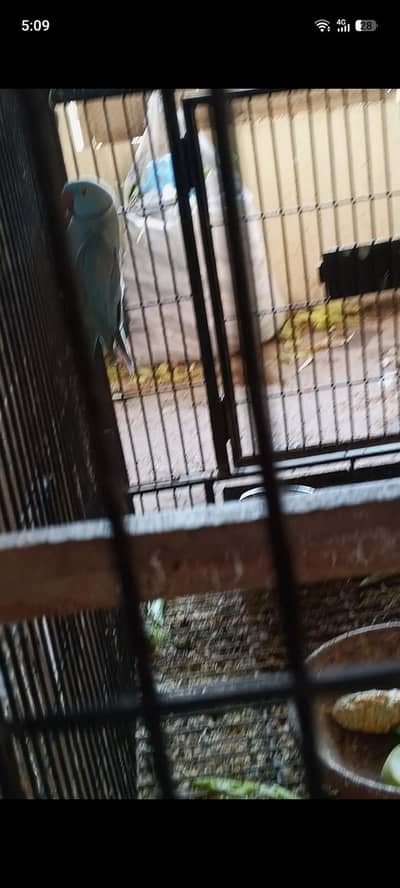 5 piar ringneak breeder piar 03162424597