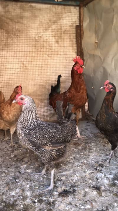 Desi layers hens