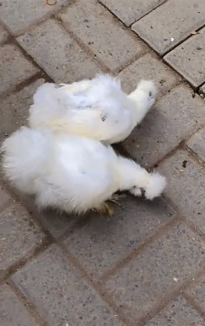 silkie