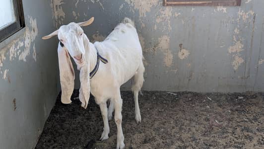 Gulabi Goat