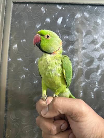 talking parrot