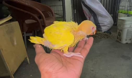 Yellow ring neck baby for sell